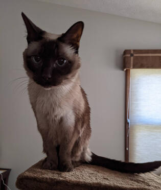 A Siamese cat sits on the top of a brown cat tree and stares at the camera. The tail is down and her paws are close together.